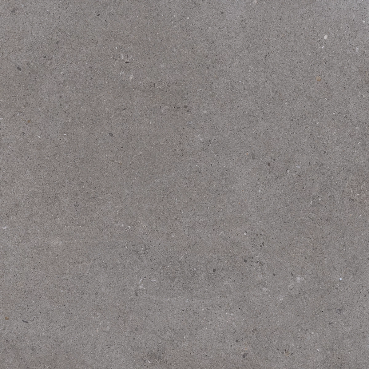CALIFORNIA GREY_P1