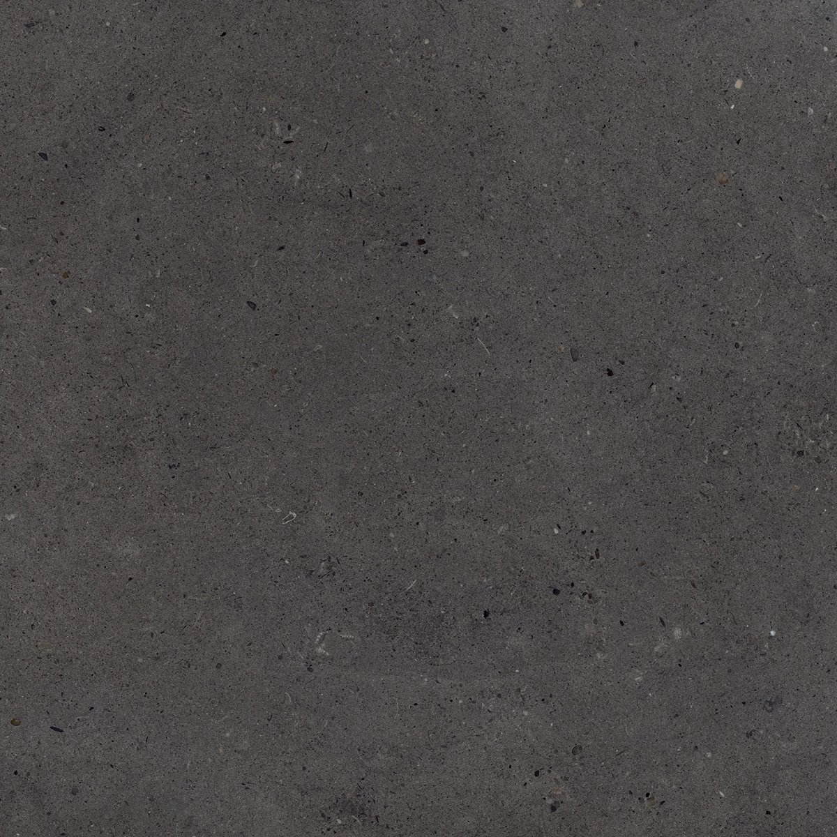 CALIFORNIA BLACK_P1