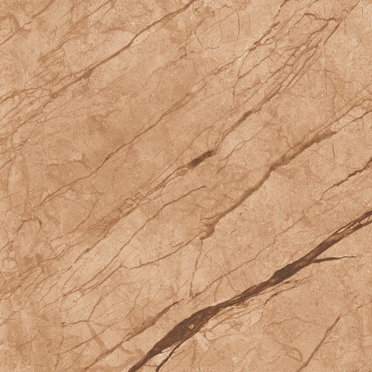 ANATOMY BROWN  R1