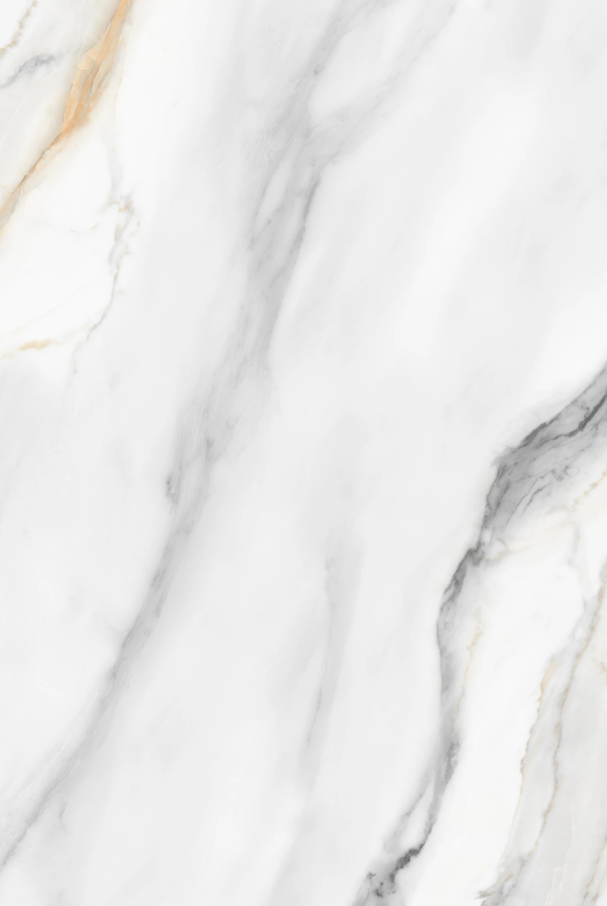 AVIS WHITE_03