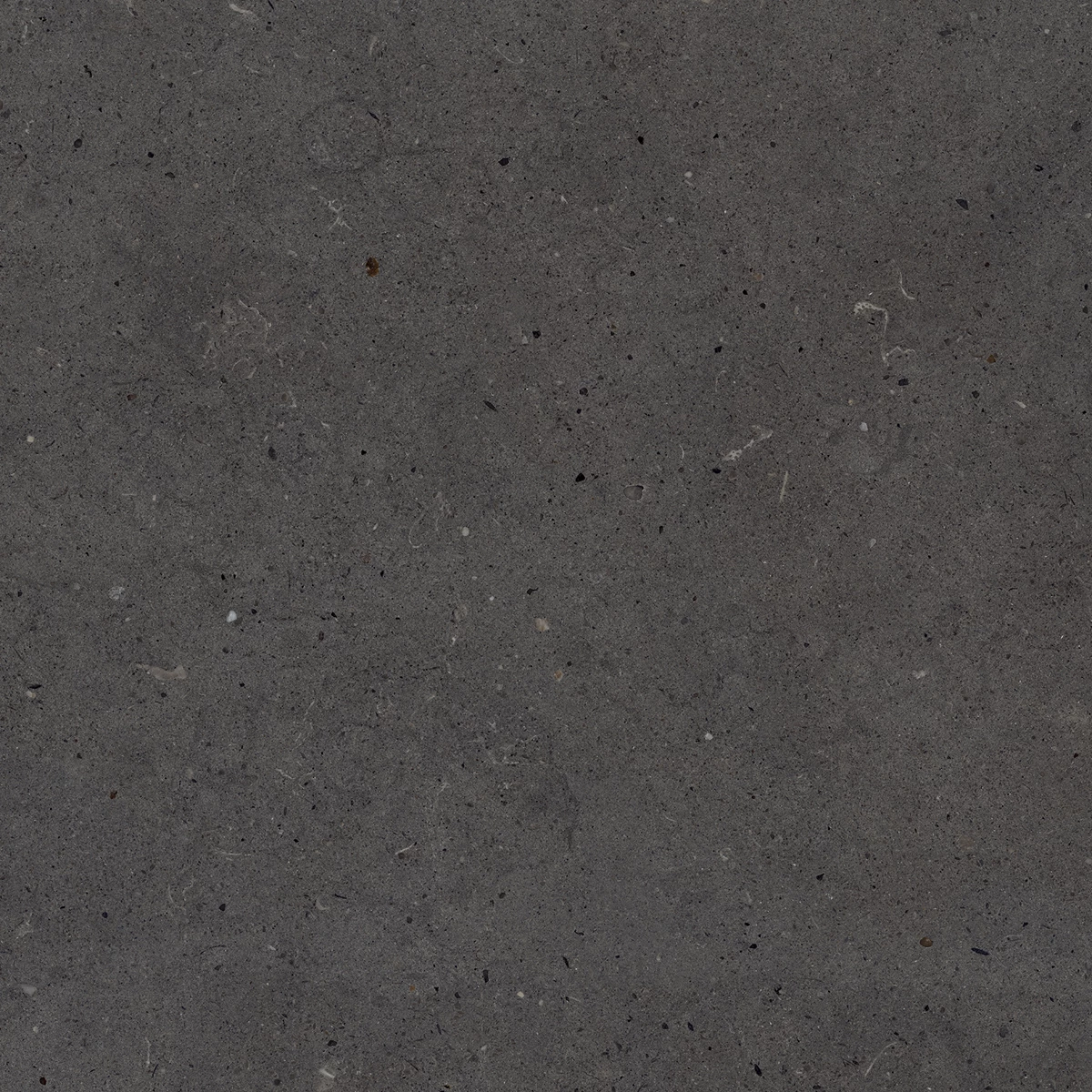CALIFORNIA BLACK_P2