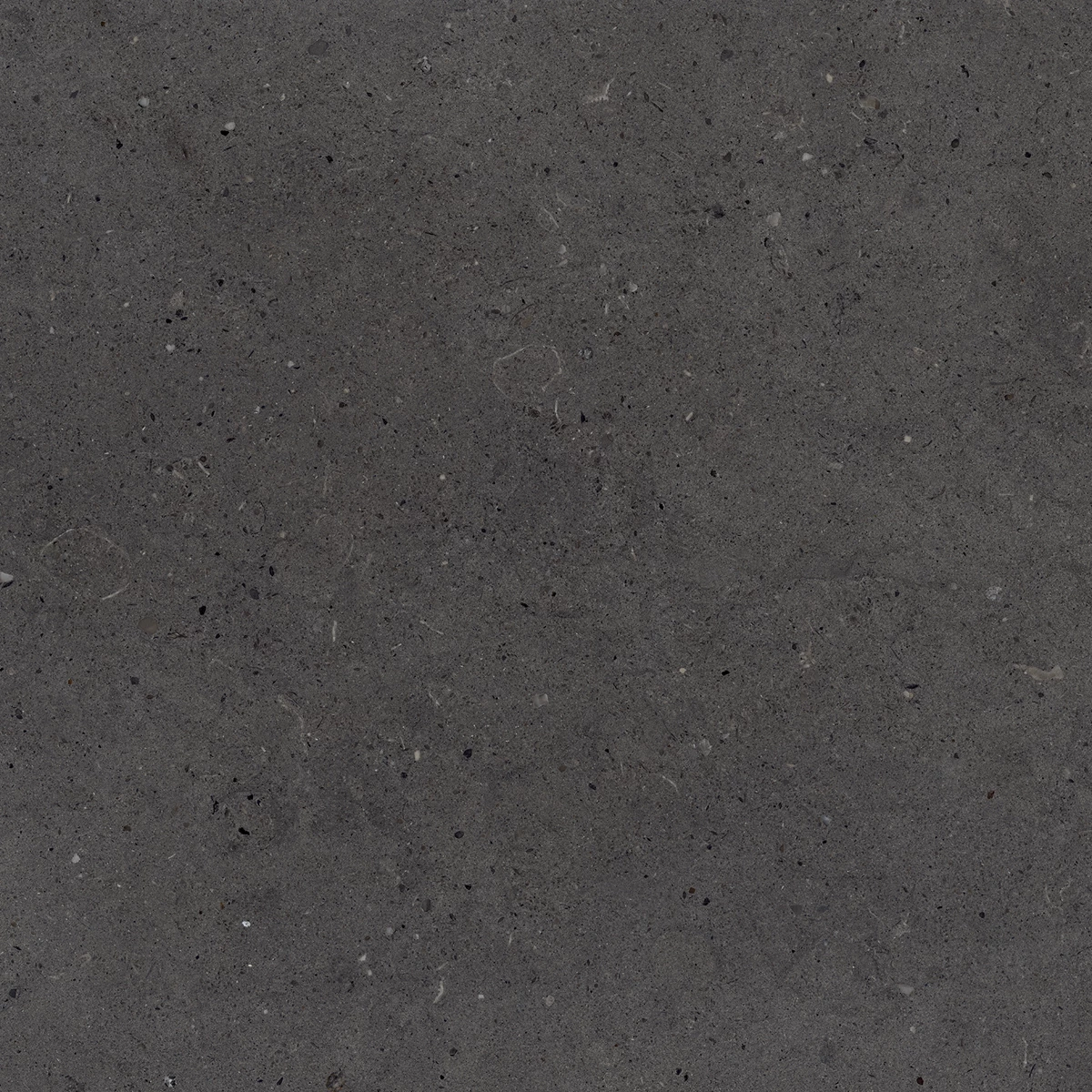 CALIFORNIA BLACK_P3