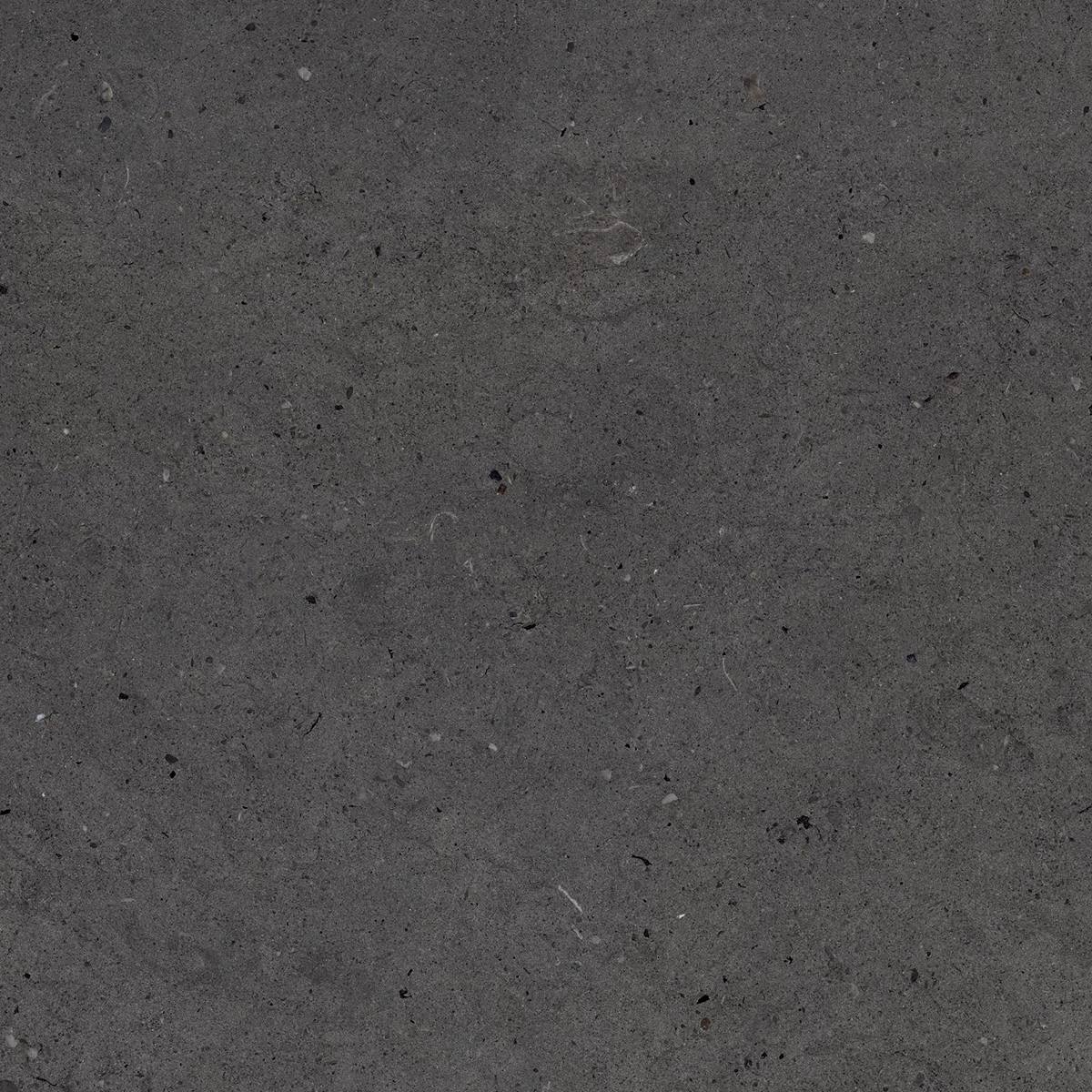 CALIFORNIA BLACK_P4