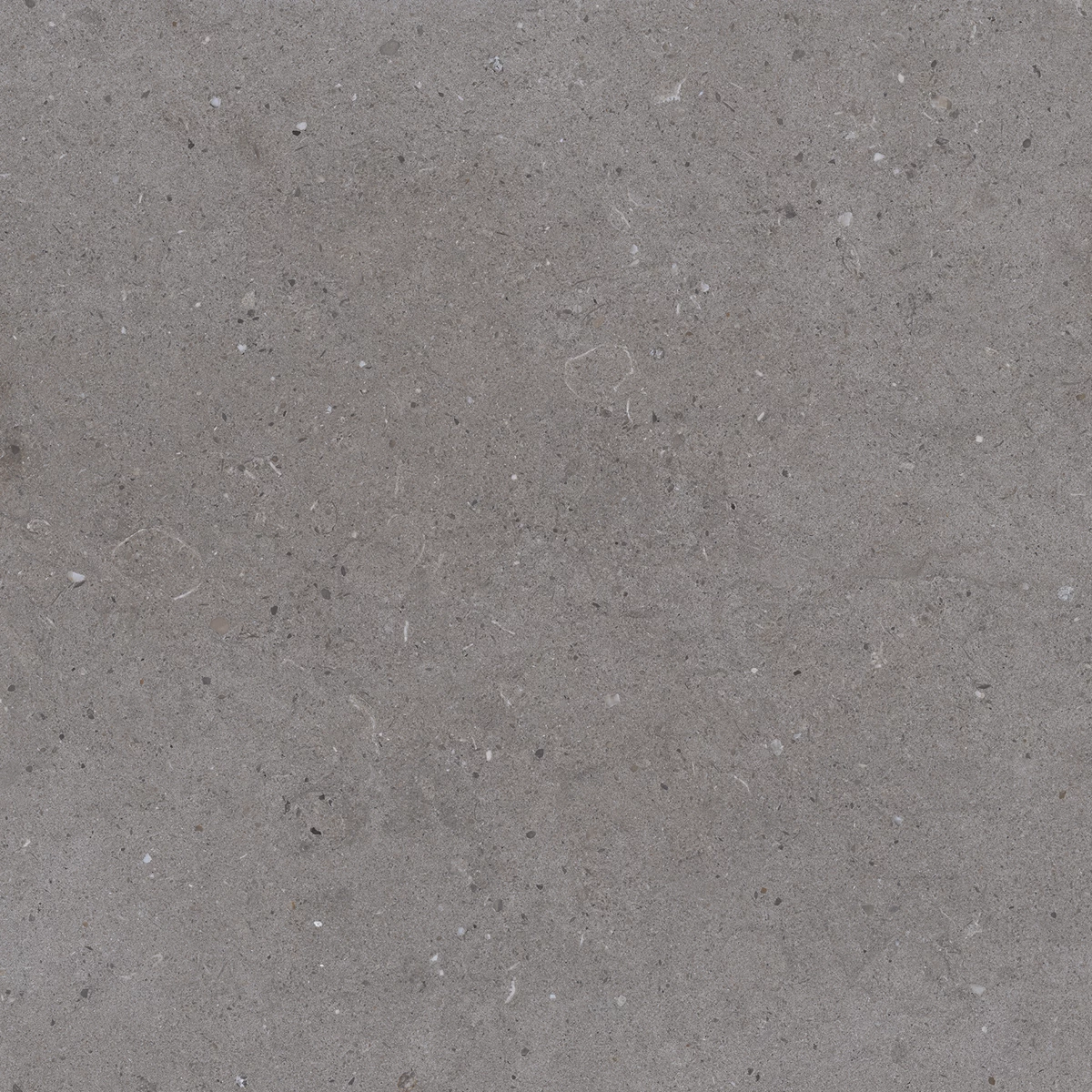 CALIFORNIA GREY_P3