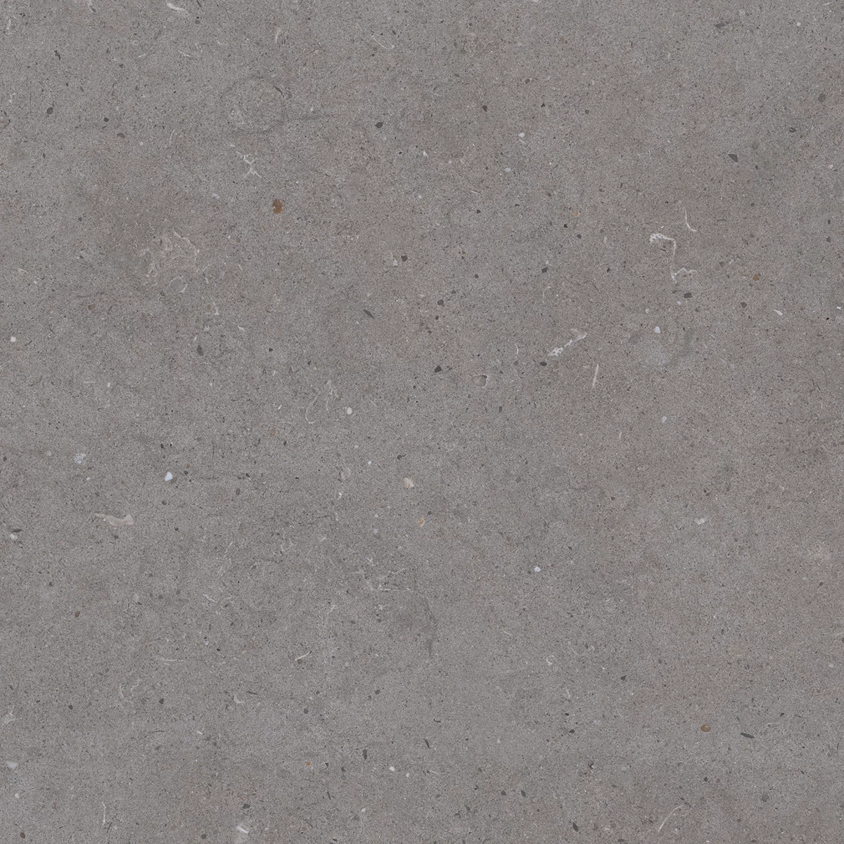 CALIFORNIA GREY_P2