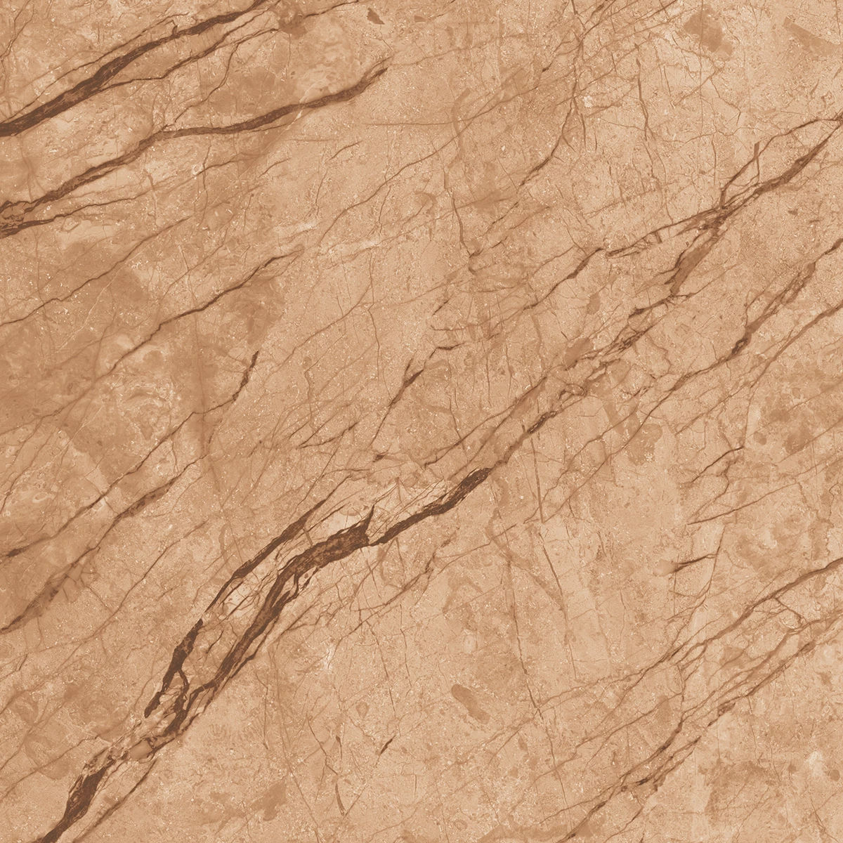 ANATOMY BROWN  R4