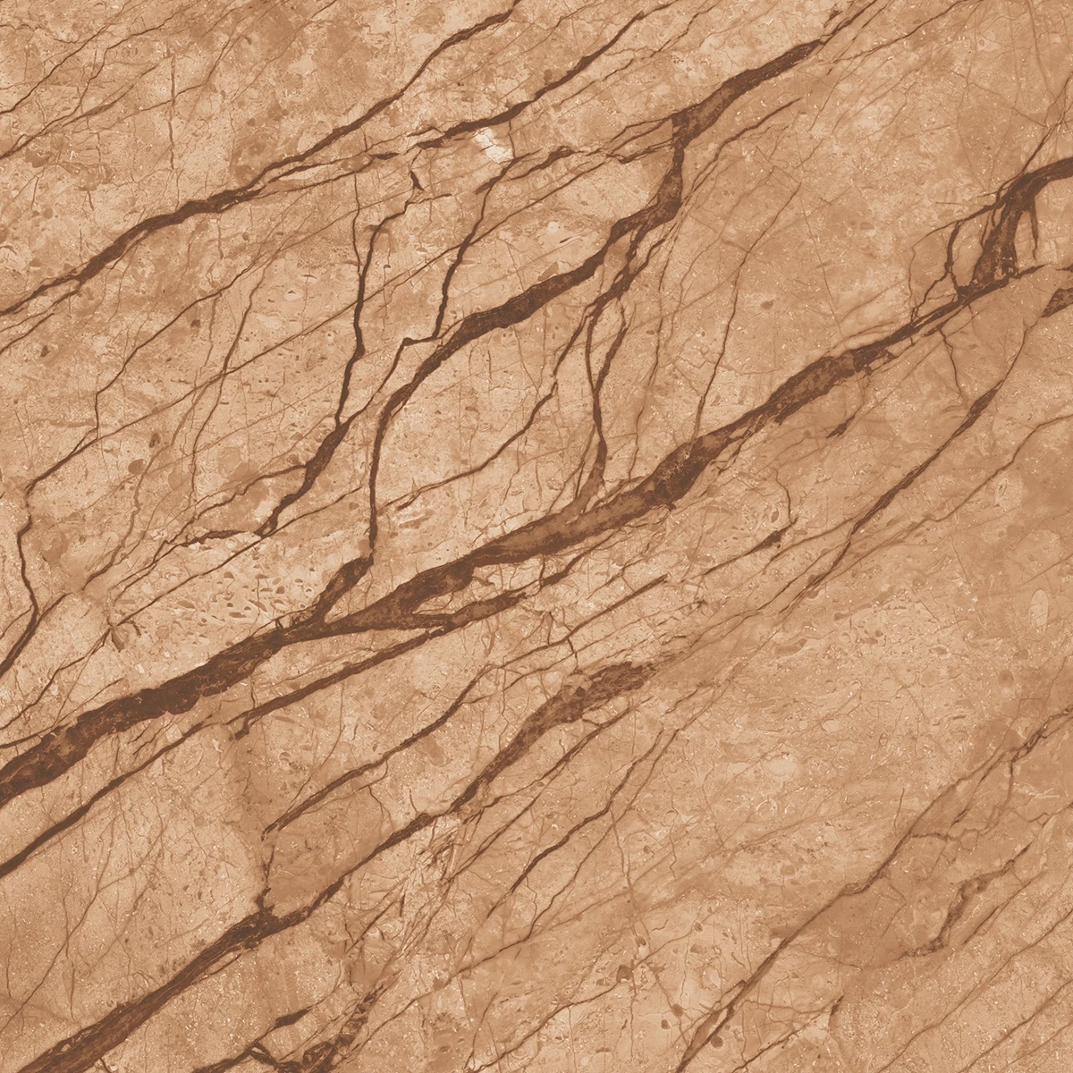 ANATOMY BROWN  R3