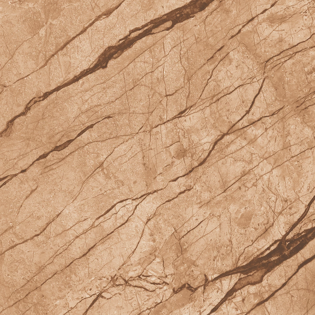 ANATOMY BROWN  R2